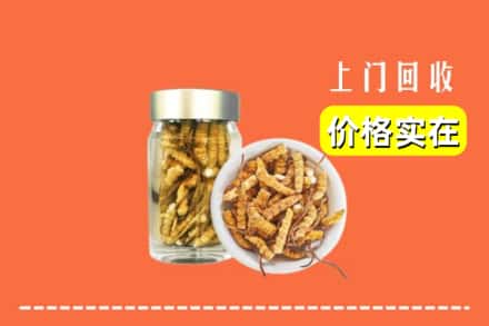 兴化市回收散虫草