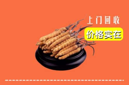 兴化市回收冬虫夏草